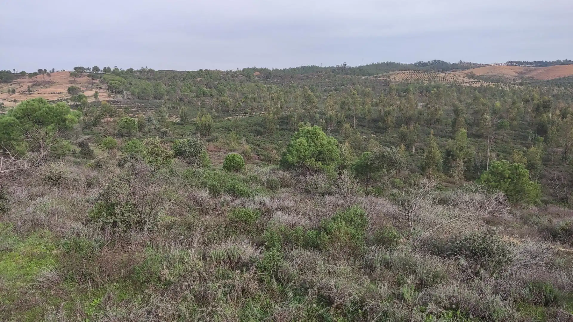 Non-constructible Land for sale in Zalamea la Real