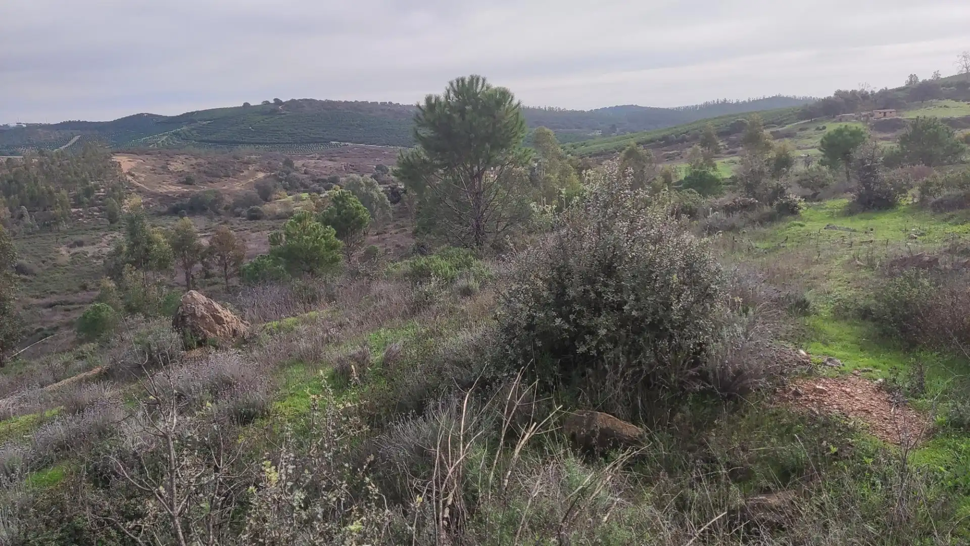 Non-constructible Land for sale in Zalamea la Real