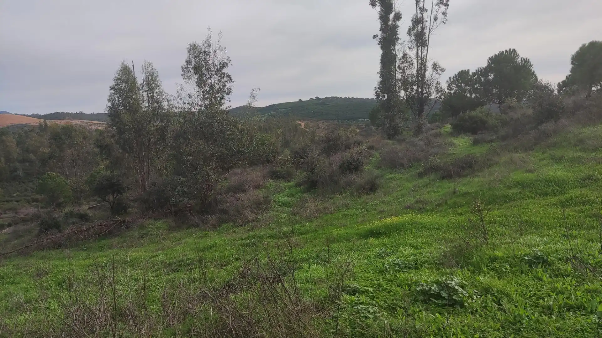 Non-constructible Land for sale in Zalamea la Real