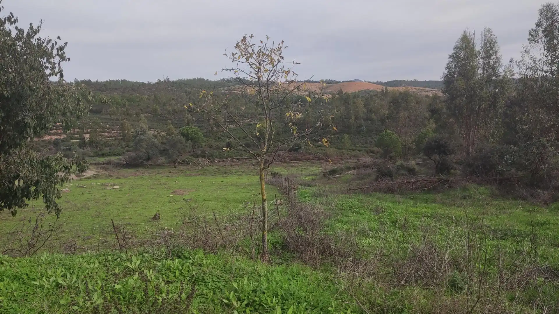 Non-constructible Land for sale in Zalamea la Real