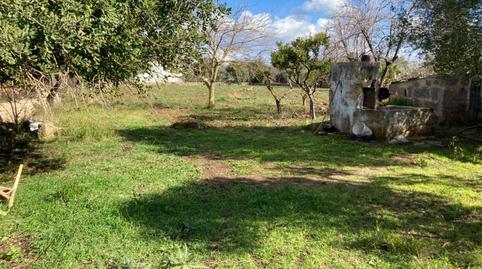 Terreny en venda a Camí de Can Canaveret, 6, Pollença Poble, Illes Balears - imatge 2 Foto 2 de Terreny en venda a Camí de Can Canaveret, 6, Pollença Poble, Illes Balears