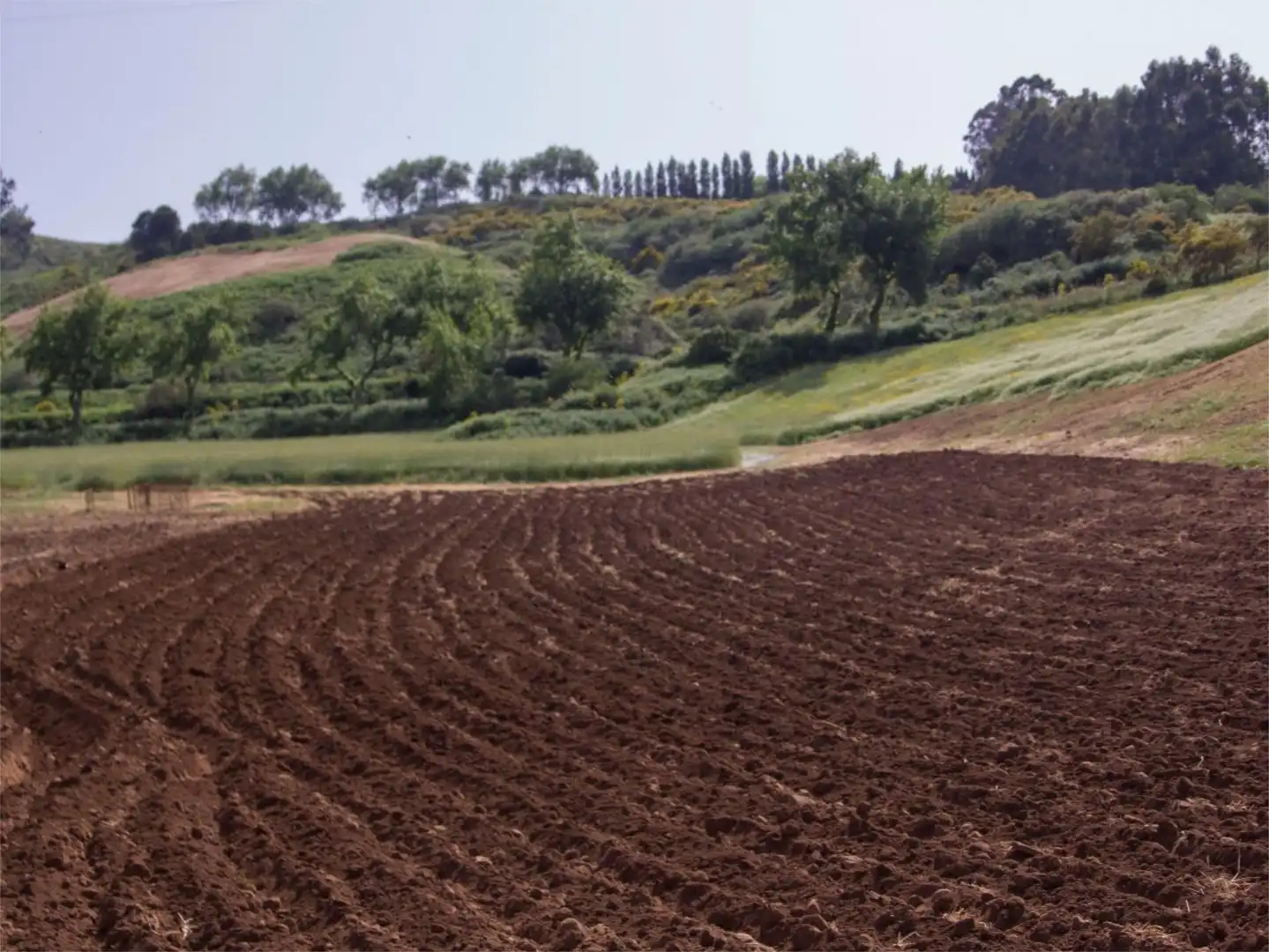 Finca rústica en venda en Moya (Las Palmas)