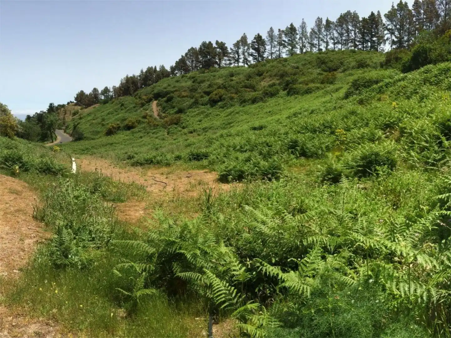 Finca rústica en venda en Moya (Las Palmas)