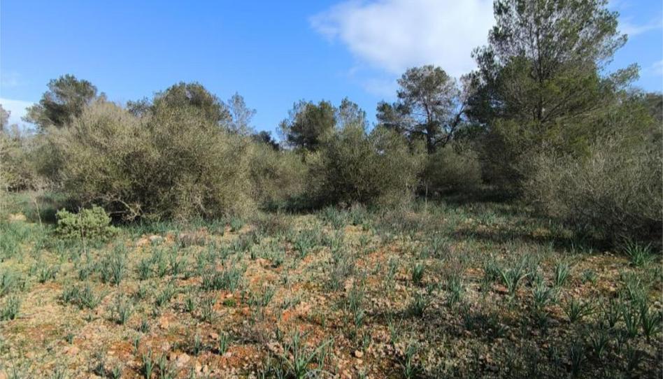 Land for sale in Carretera Sa Punta, 10, Sa Casa Blanca, Illes Balears - image 1 Photo 1 of Land for sale in Carretera Sa Punta, 10, Sa Casa Blanca, Illes Balears