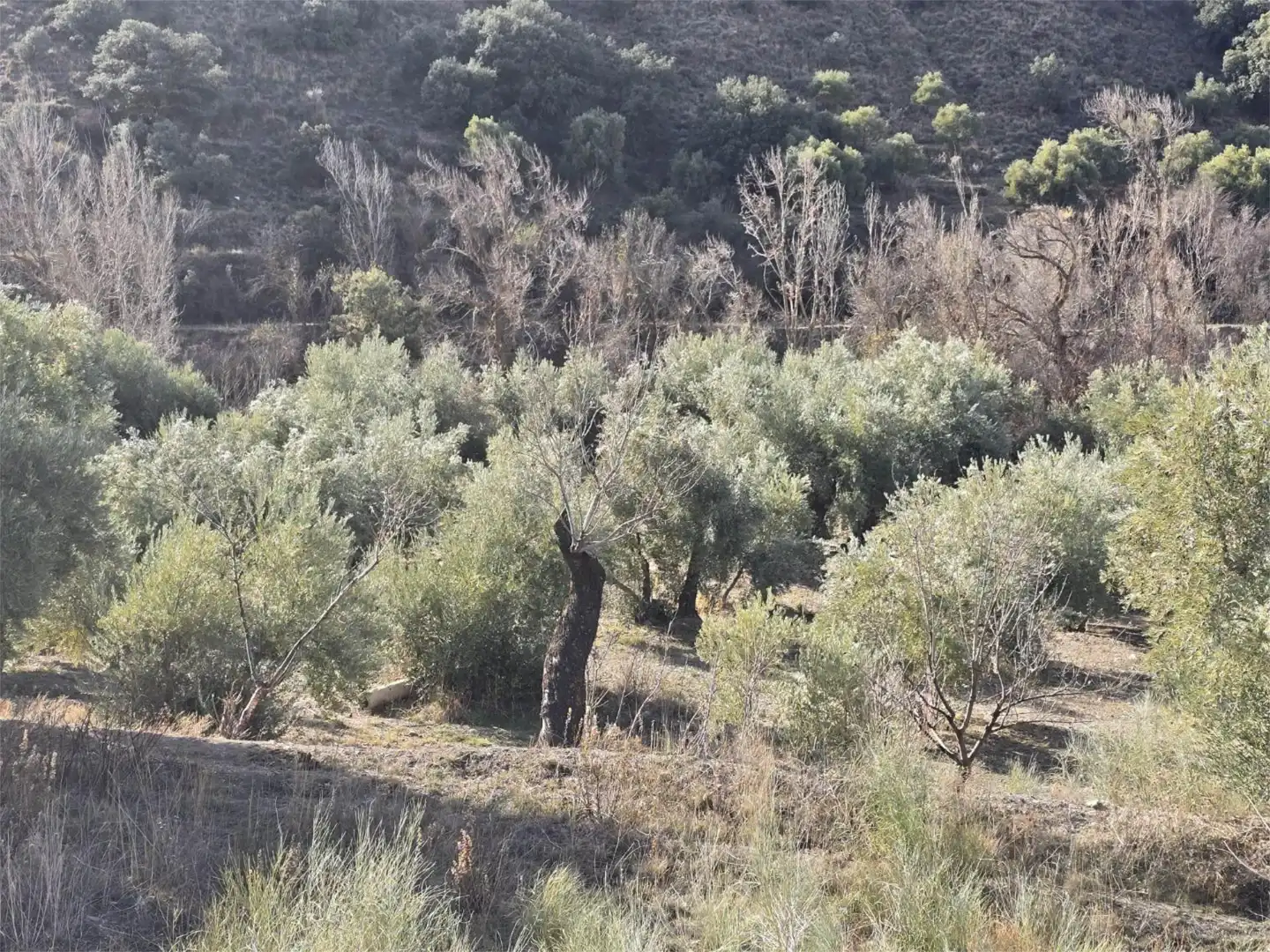 Terreno en venta en Calle Cenascuras, 790, Gor Jardín de Terreno en venta en Gor