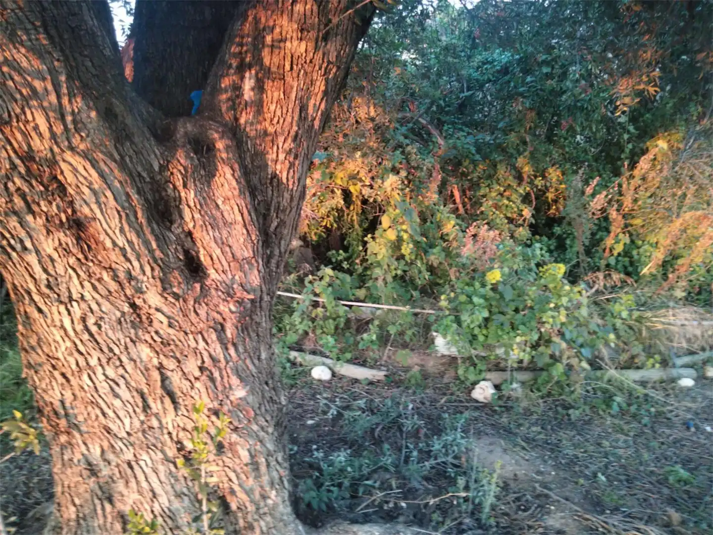 Finca rústica en venta en Carretera de Sant Salvador, 58, Sant Salvador Jardín de Finca rústica en venta en El Vendrell con Jardín privado, Terraza y Piscina