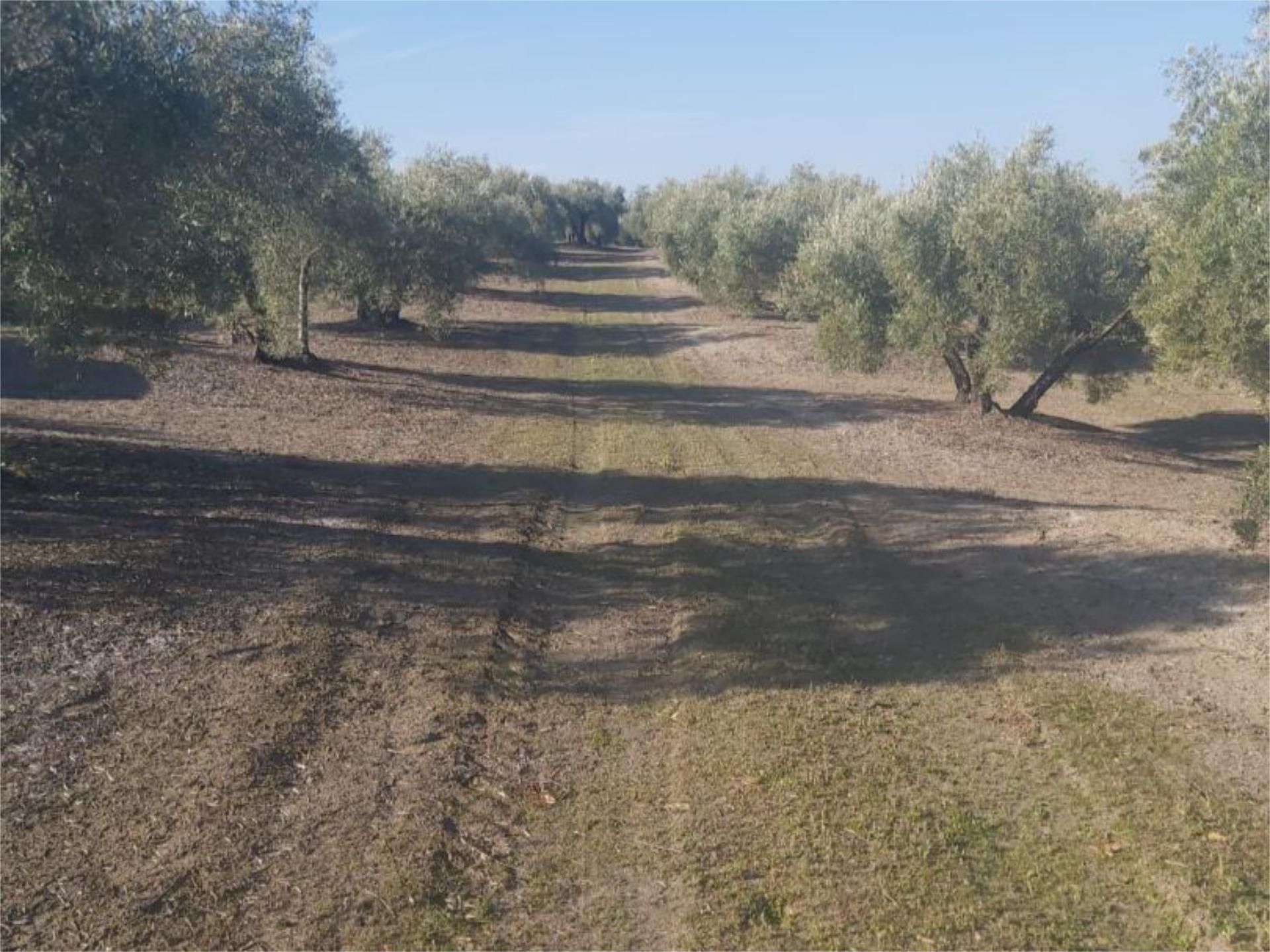 Land for sale in Arjona
