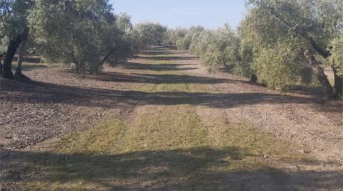 Foto 2 de Terreny en venda a Calle Arrabal San Martín, 2, Arjona, Jaén