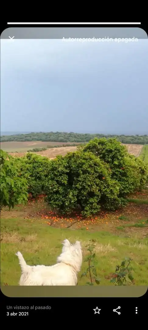 Finca rústica en venta en Calle al Vallehermoso, 13, Peñaflor Finca rústica en venta en Peñaflor con Aire acondicionado, Calefacción y Jardín privado
