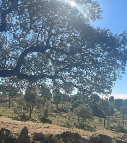 Foto 2 von Bebaubares Gelände zum Verkauf in Calle Escuela, 33, El Castillo de las Guardas, Sevilla