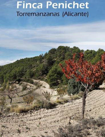Finca rústica en Venta en Avinguda d'Espanya, 14 en Torremanzanas / La Torre de les Maçanes