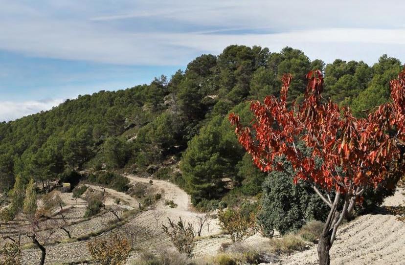 Finca rústica en venda a Avinguda D'espanya, 14, Torremanzanas / La Torre de les Maçanes, Alicante - imatge 1 Foto 1 de Finca rústica en venda a Avinguda D'espanya, 14, Torremanzanas / La Torre de les Maçanes, Alicante