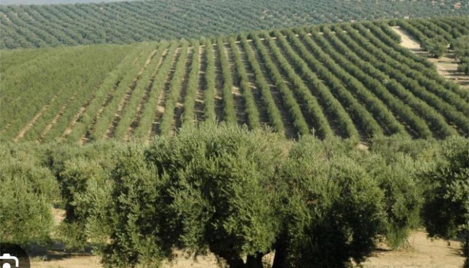 Finca rústica en venta en Calle Labrador Juan de Molina, 2, Los Villares, Jaén - imagen 1 Foto 1 de Finca rústica en venta en Calle Labrador Juan de Molina, 2, Los Villares, Jaén