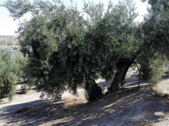 Finca rústica en Venta en Calle Labrador Juan de Molina, 2 en Los Villares