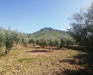 Land for sale in Arroyomolinos (Cáceres)