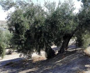 Jardí de Finca rústica en venda en Valdepeñas de Jaén