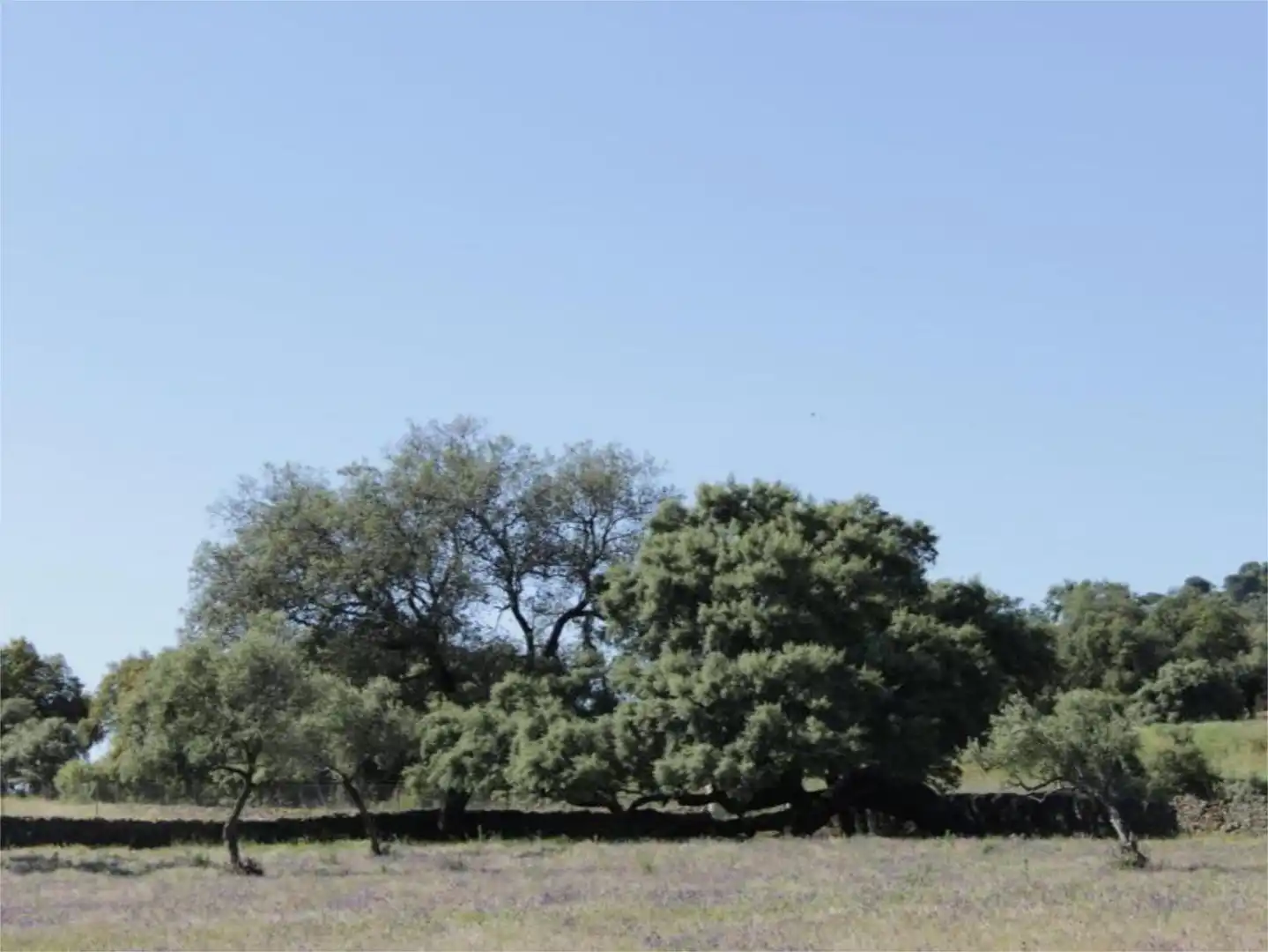 Finca rústica en venta en Avenida de la Cabalgata, 39, Higuera de la Sierra Finca rústica en venta en Higuera de la Sierra con Aire acondicionado, Terraza y Piscina