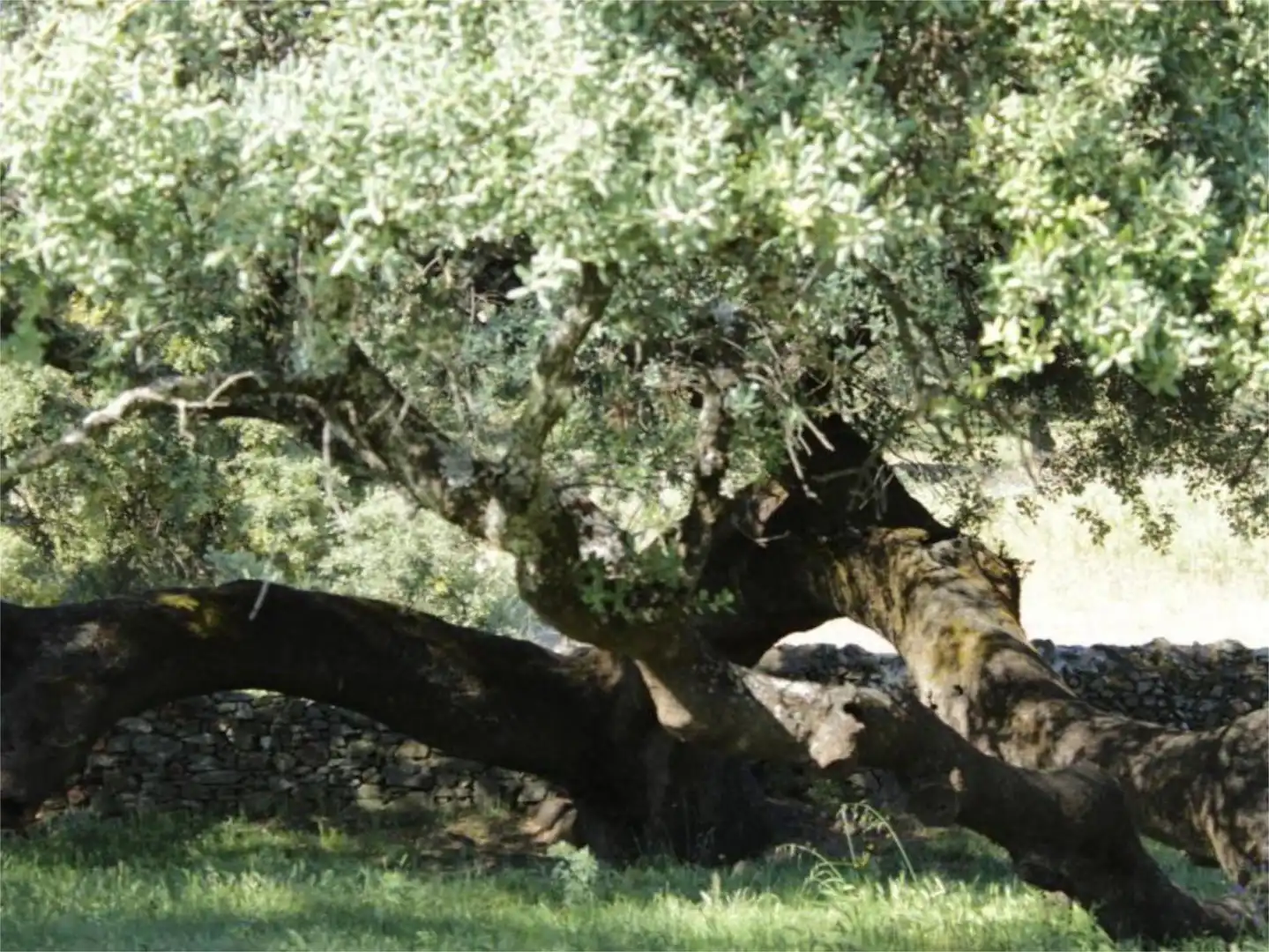 Finca rústica en venta en Avenida de la Cabalgata, 39, Higuera de la Sierra Jardín de Finca rústica en venta en Higuera de la Sierra con Aire acondicionado, Terraza y Piscina