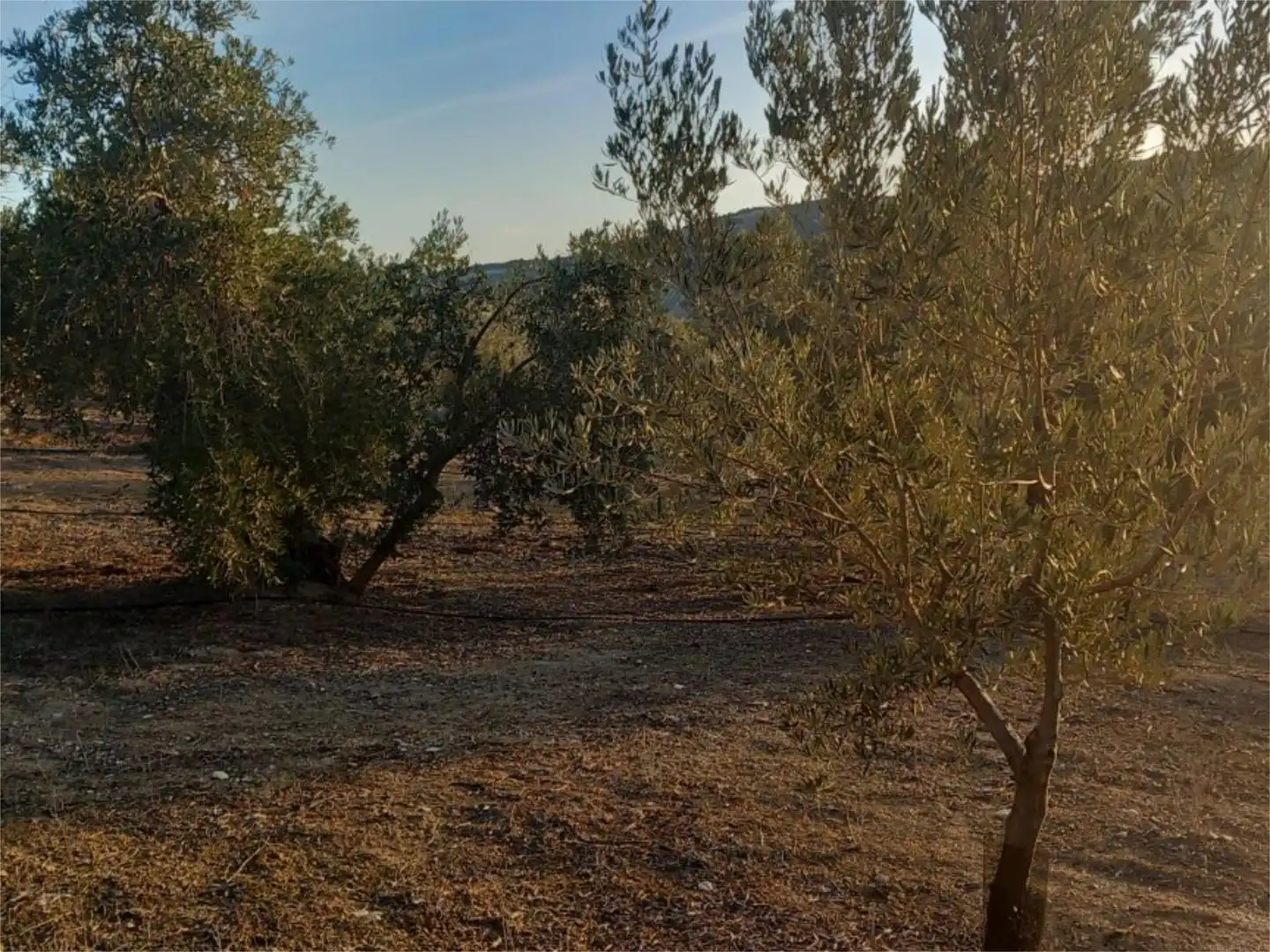 Land for sale in Diseminado Pantano, 39, Arenas del Rey Land for sale in Arenas del Rey
