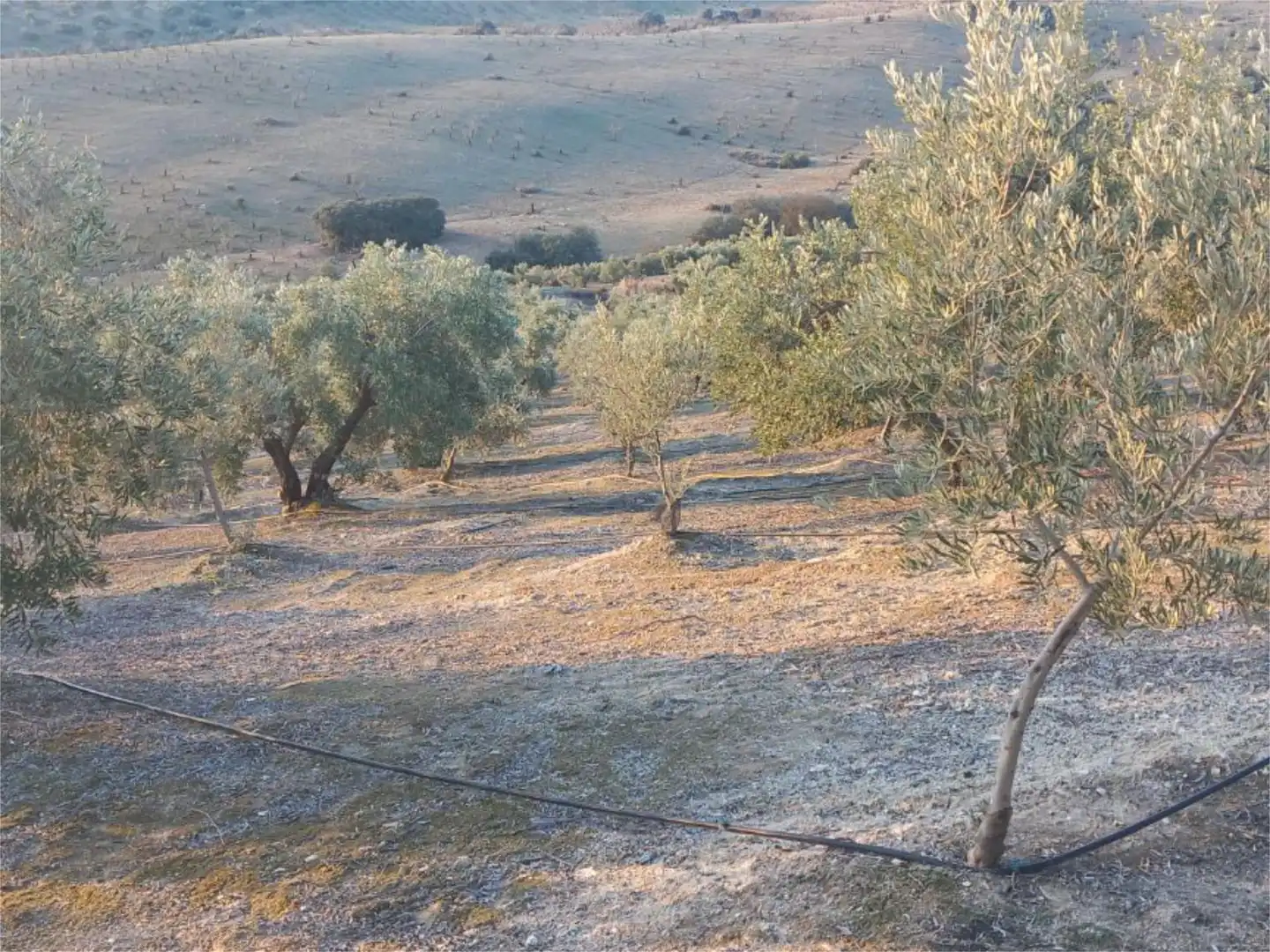 Land for sale in Diseminado Pantano, 39, Arenas del Rey Land for sale in Arenas del Rey