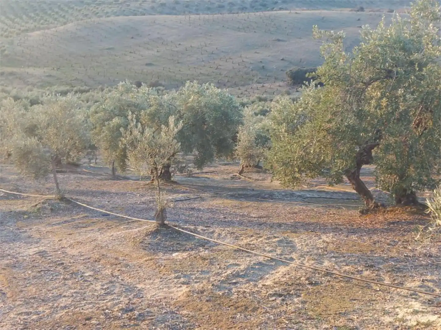 Land for sale in Diseminado Pantano, 39, Arenas del Rey Land for sale in Arenas del Rey