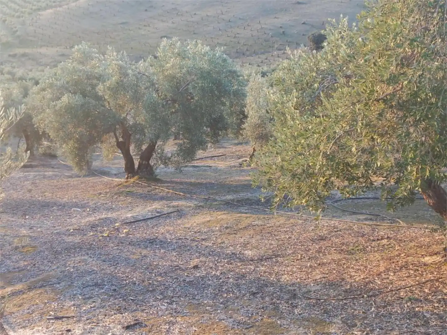 Land for sale in Diseminado Pantano, 39, Arenas del Rey Land for sale in Arenas del Rey