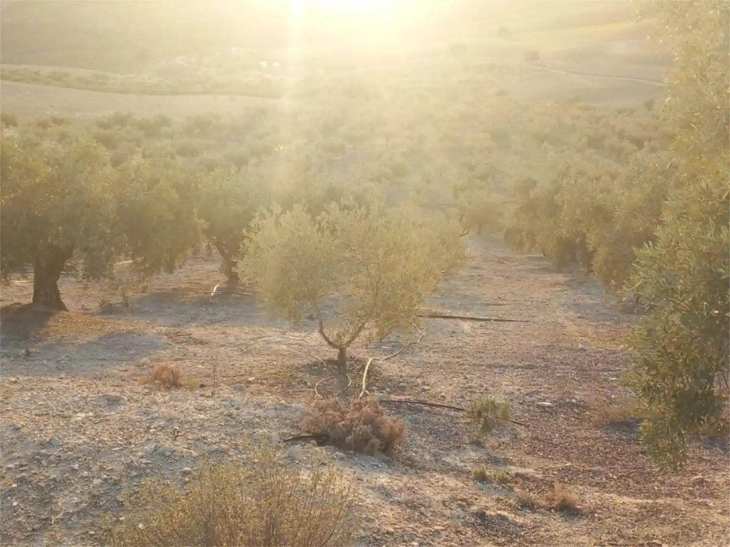 Land for sale in Diseminado Pantano, 39, Arenas del Rey Garden of Land for sale in Arenas del Rey