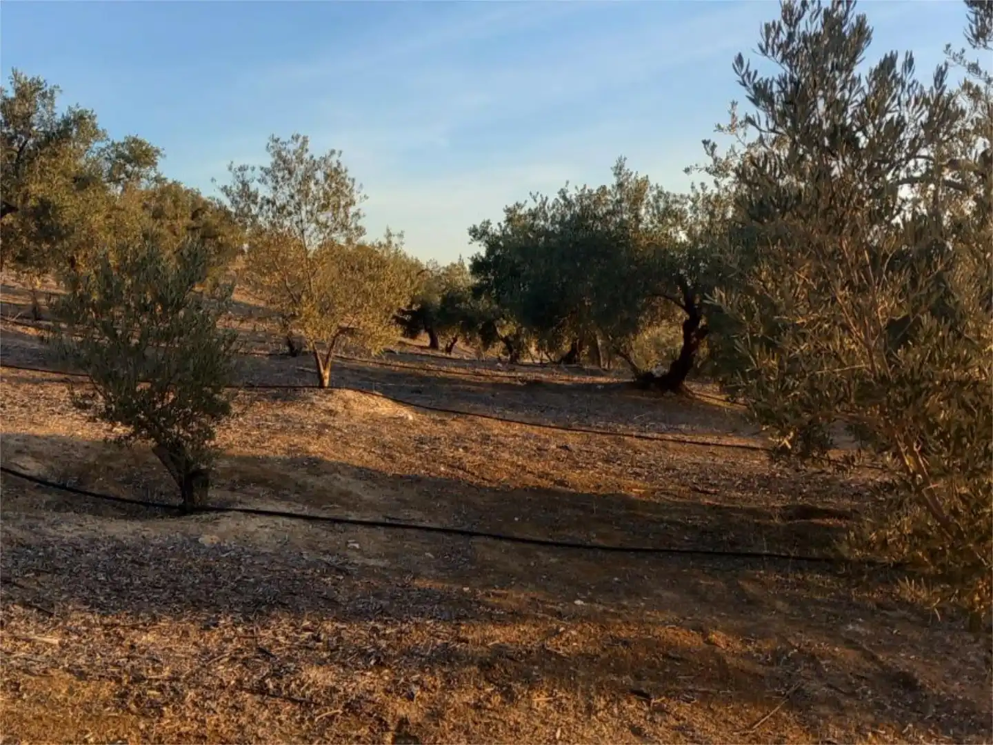 Land for sale in Diseminado Pantano, 39, Arenas del Rey Land for sale in Arenas del Rey