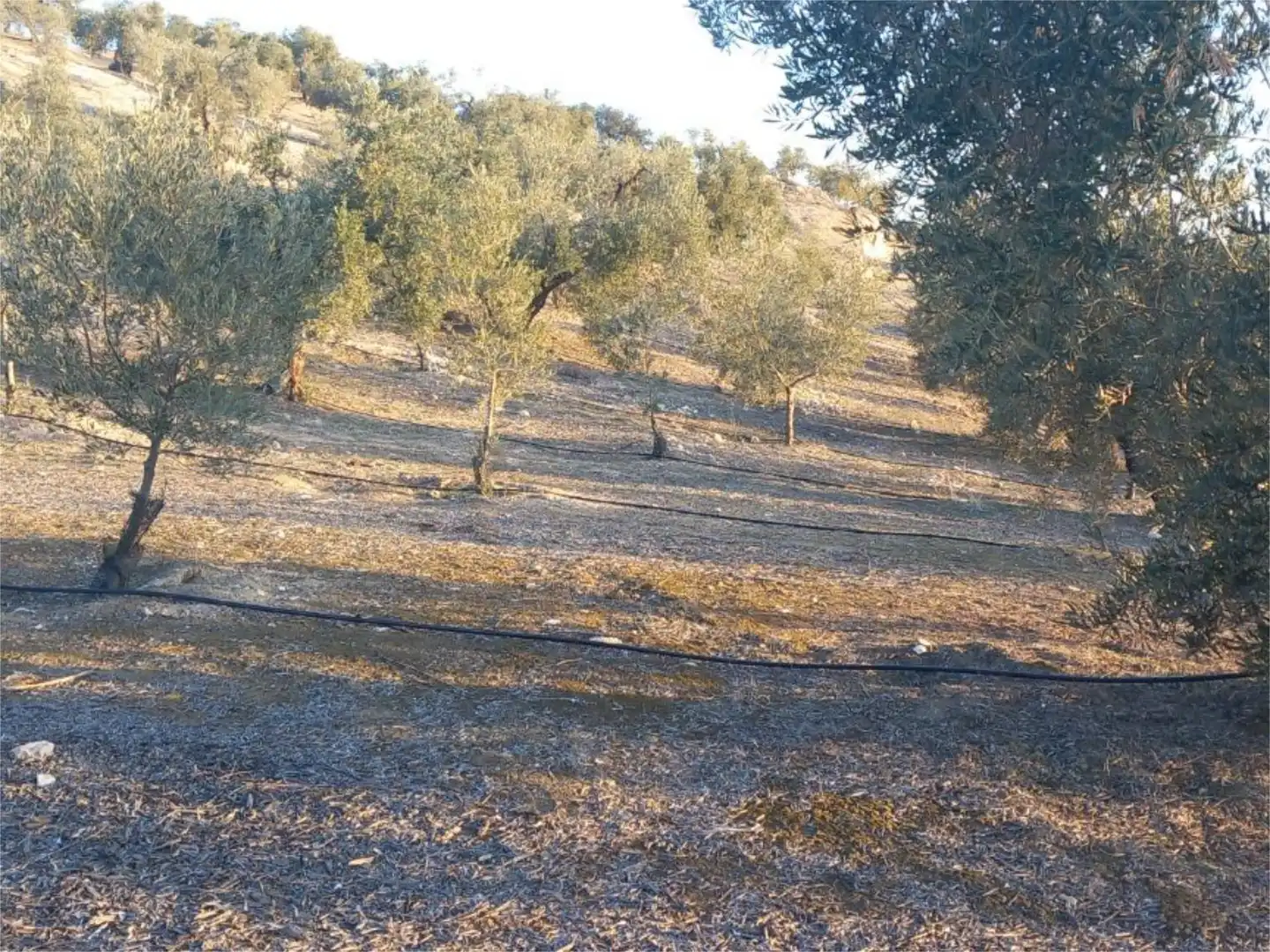 Land for sale in Diseminado Pantano, 39, Arenas del Rey Land for sale in Arenas del Rey