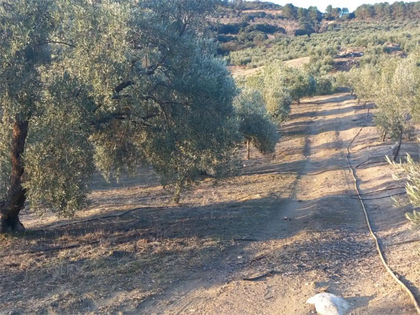 Land for sale in Diseminado Pantano, 39, Arenas del Rey Land for sale in Arenas del Rey