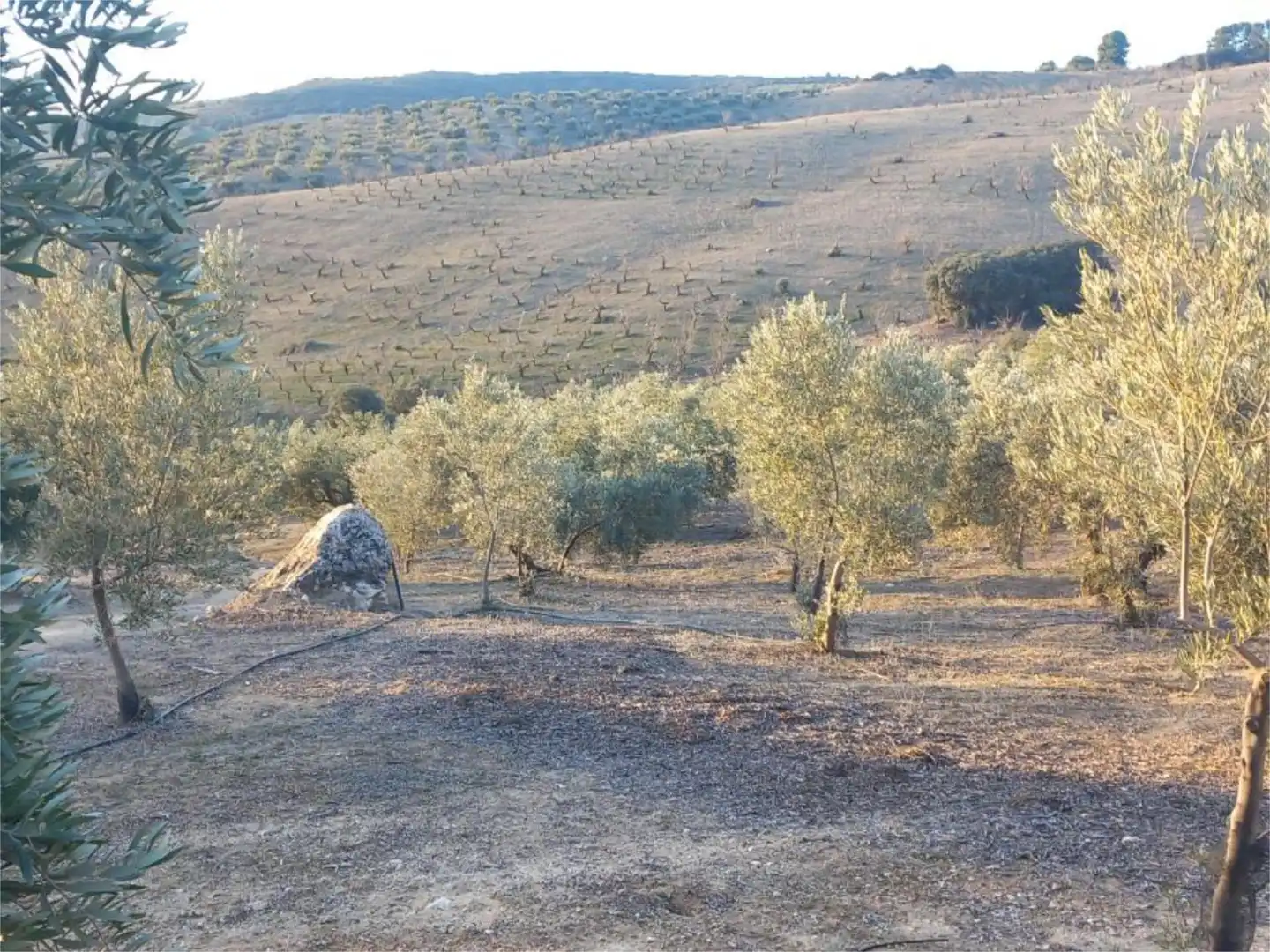 Land for sale in Diseminado Pantano, 39, Arenas del Rey Land for sale in Arenas del Rey