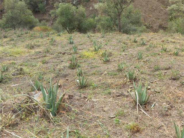 Terreno en Venta en Avenida de Andalucía, 9 en Árchez