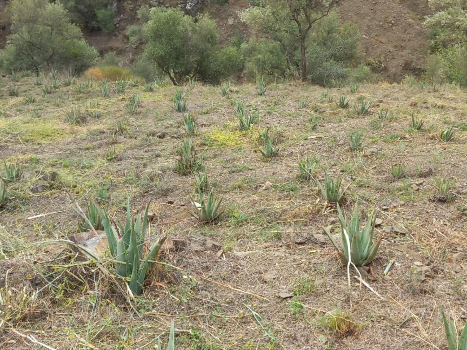 Land for sale in Árchez