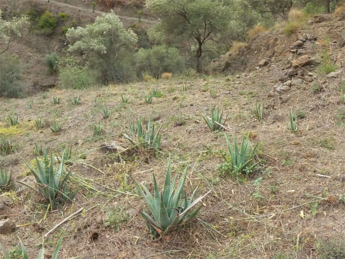 Grundstücke zum Verkauf in Avenida de Andalucía, 9, Árchez Grundstücke zum Verkauf in Árchez