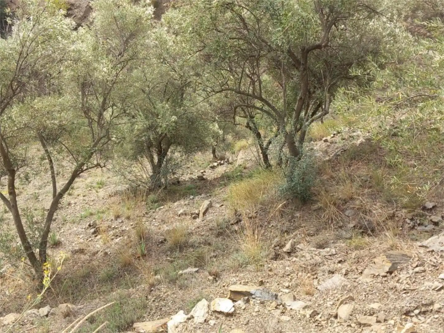 Grundstücke zum Verkauf in Avenida de Andalucía, 9, Árchez Grundstücke zum Verkauf in Árchez