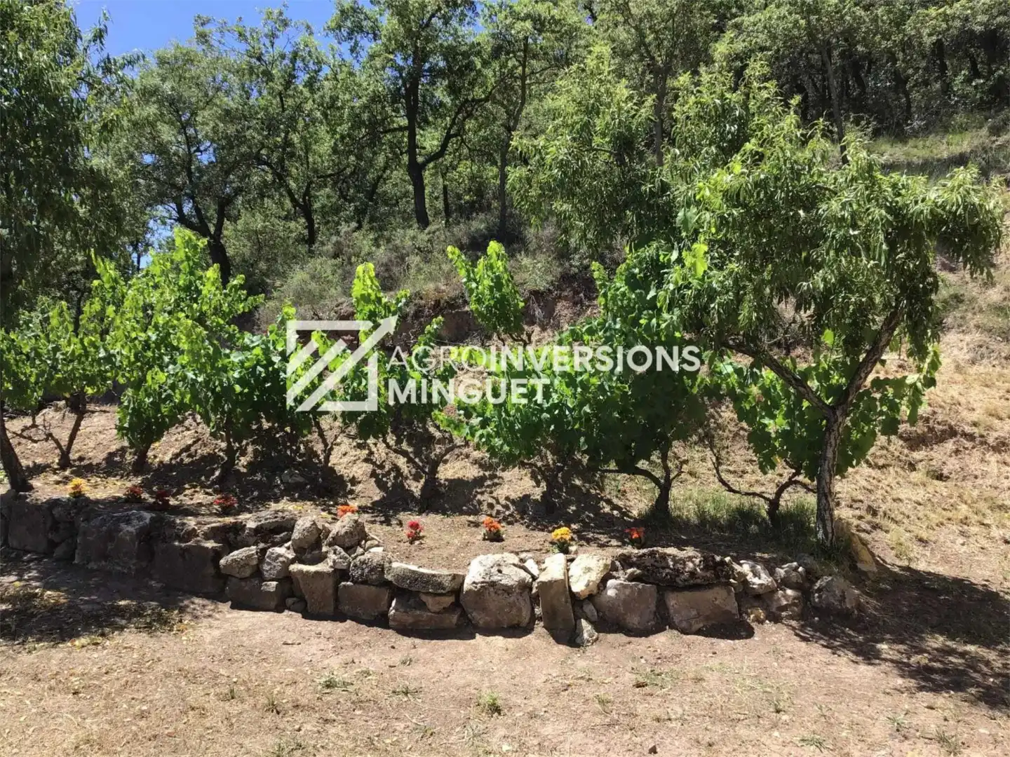 Casa o xalet en venda a Camí de Balena, 2, Les Avellanes i Santa Linya Casa o xalet en venda en Les Avellanes i Santa Linya amb Terrassa i Balcó