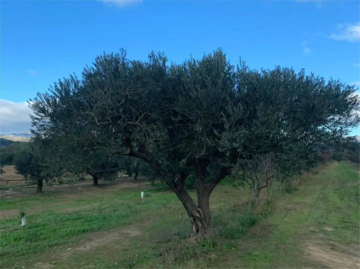 Finca rústica en venda a T-302, 61, Ginestar Finca rústica en venda en Ginestar