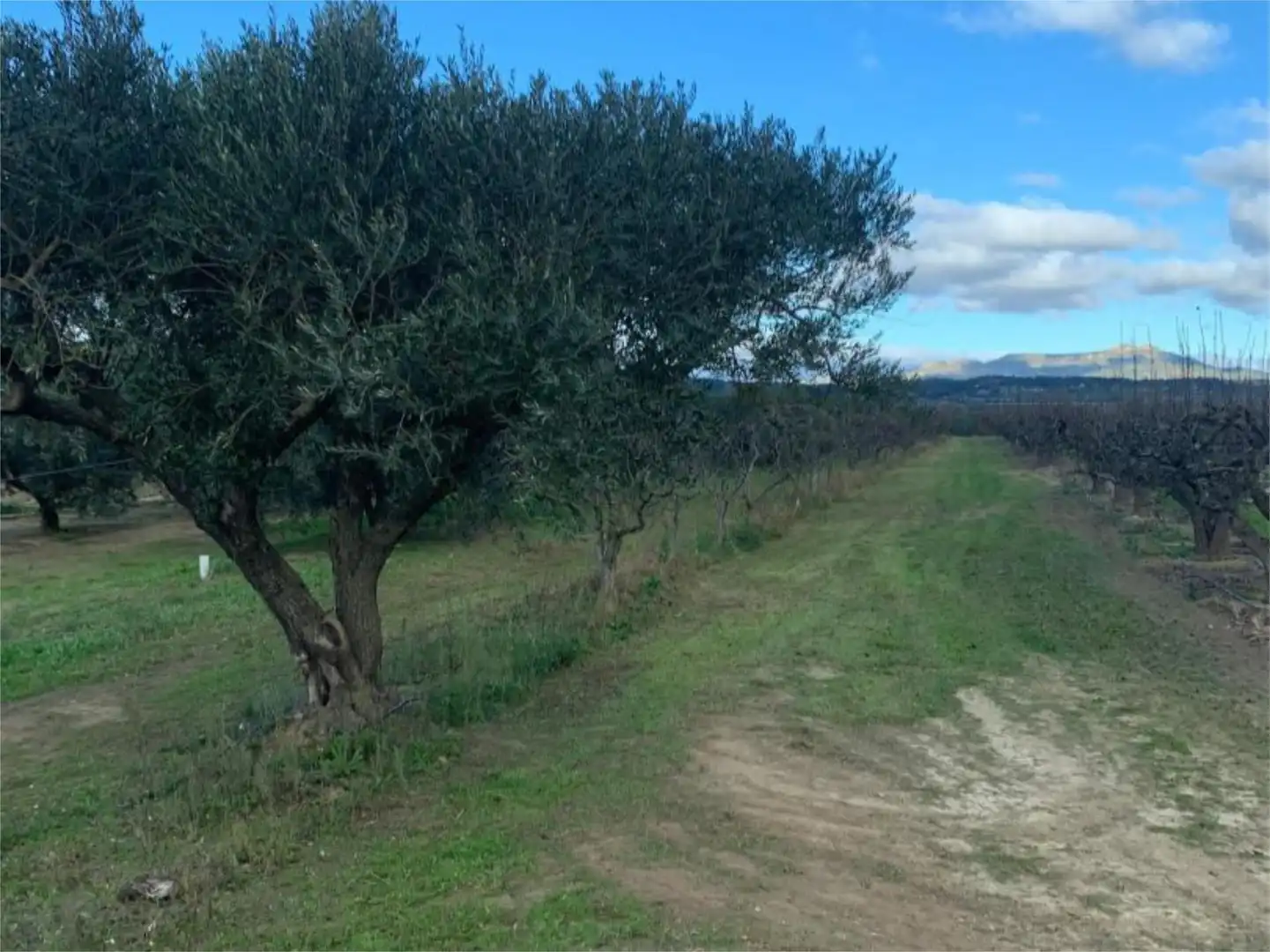 Finca rústica en venda a T-302, 61, Ginestar Finca rústica en venda en Ginestar