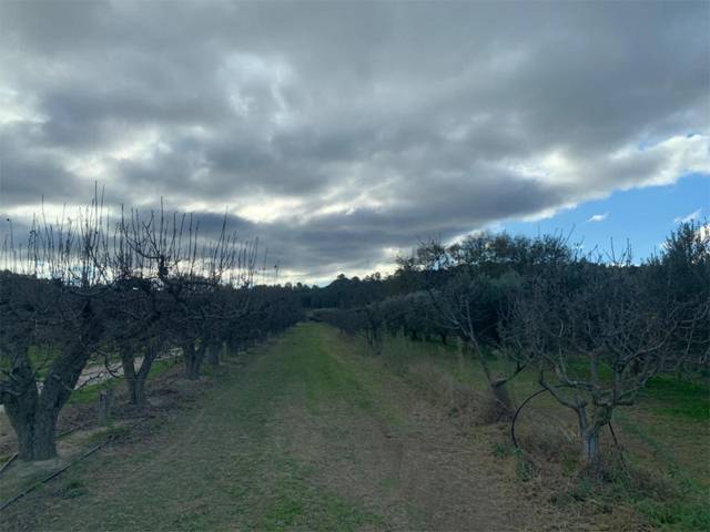 Finca rústica en Venta en T-302, 61 en Ginestar