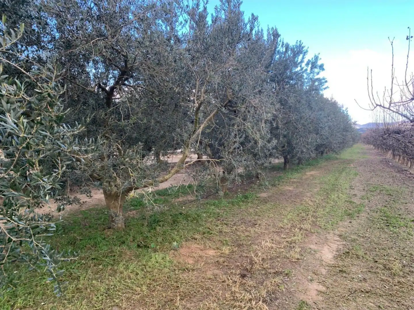 Finca rústica en venda a T-302, 61, Ginestar Finca rústica en venda en Ginestar