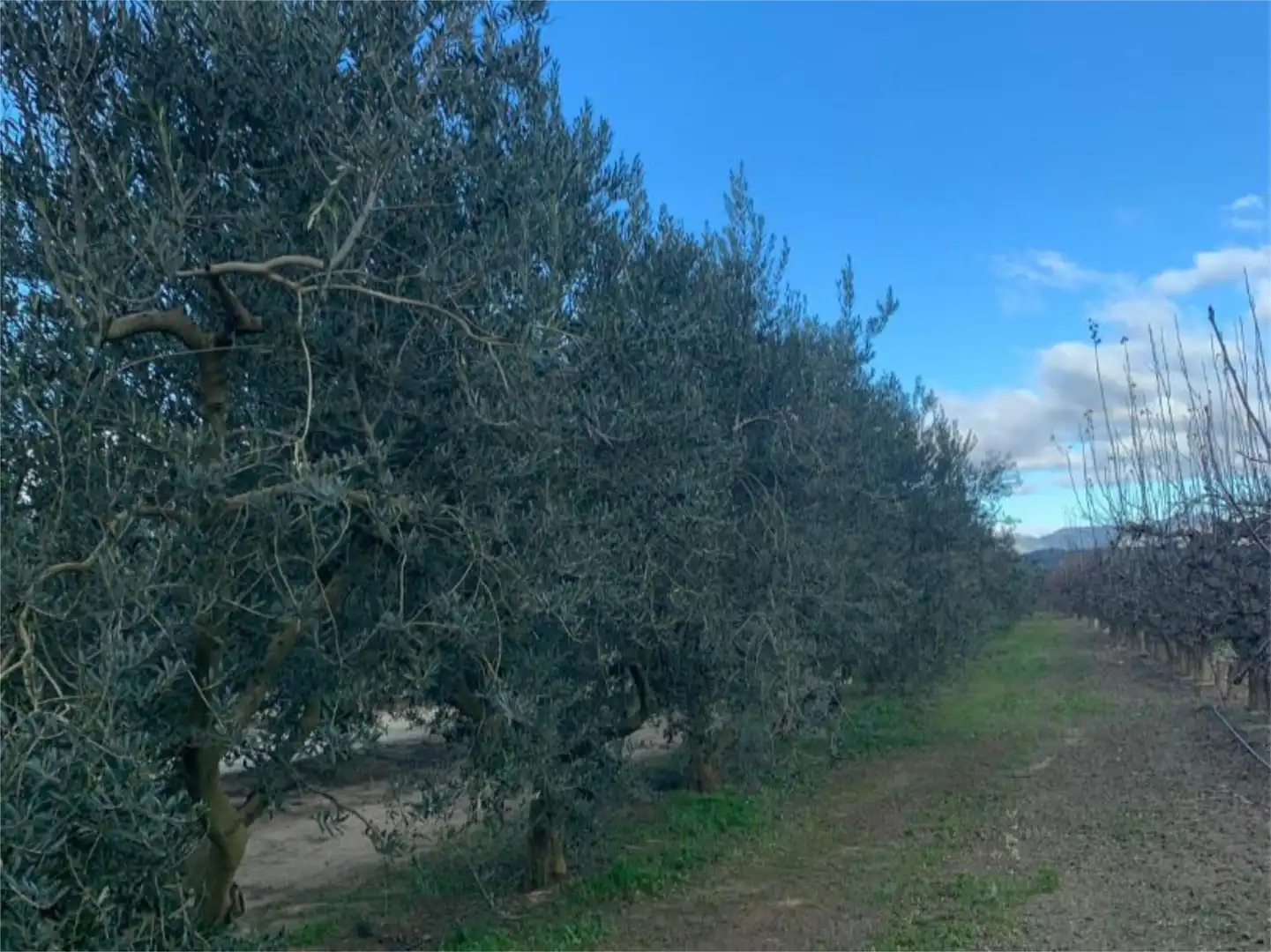 Finca rústica en venda a T-302, 61, Ginestar Finca rústica en venda en Ginestar