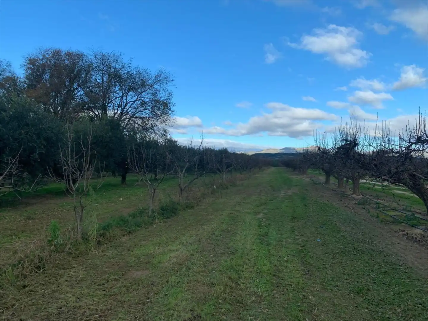 Finca rústica en venda a T-302, 61, Ginestar Finca rústica en venda en Ginestar