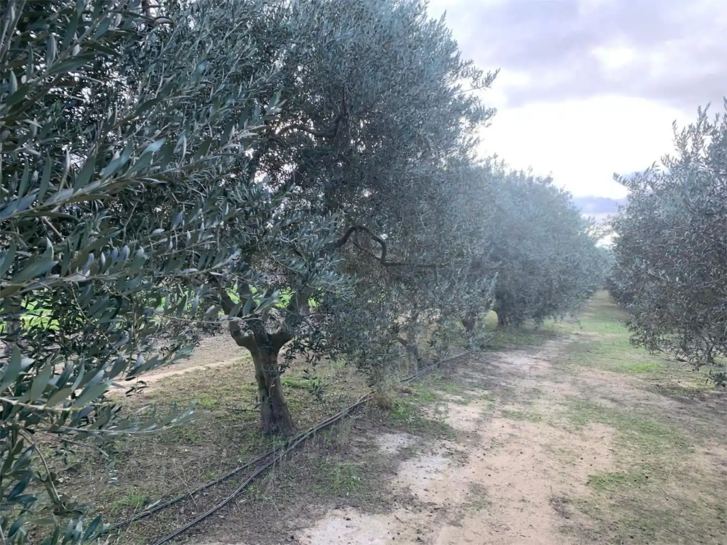 Finca rústica en venda a T-302, 61, Ginestar Finca rústica en venda en Ginestar
