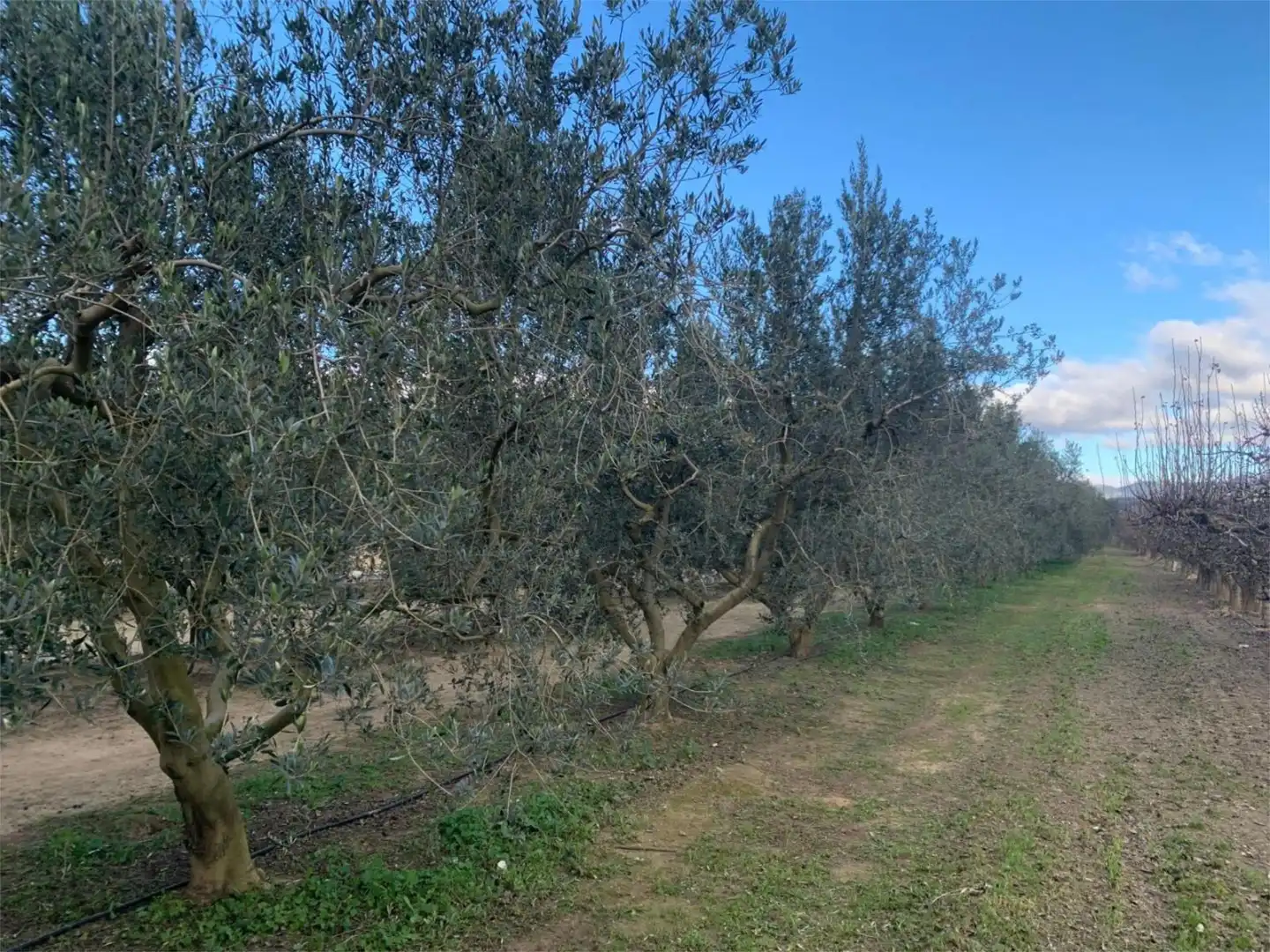 Finca rústica en venda a T-302, 61, Ginestar Finca rústica en venda en Ginestar
