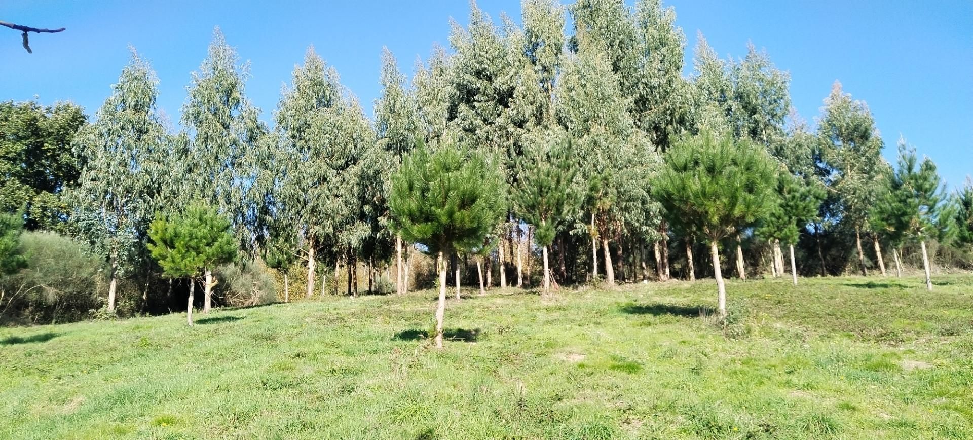 Land for sale in Becerreá