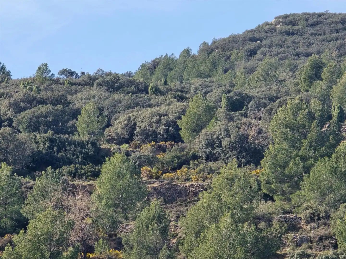 Non-constructible Land for sale in Masia Parra, 131, Lucena del Cid Non-constructible Land for sale in Lucena del Cid
