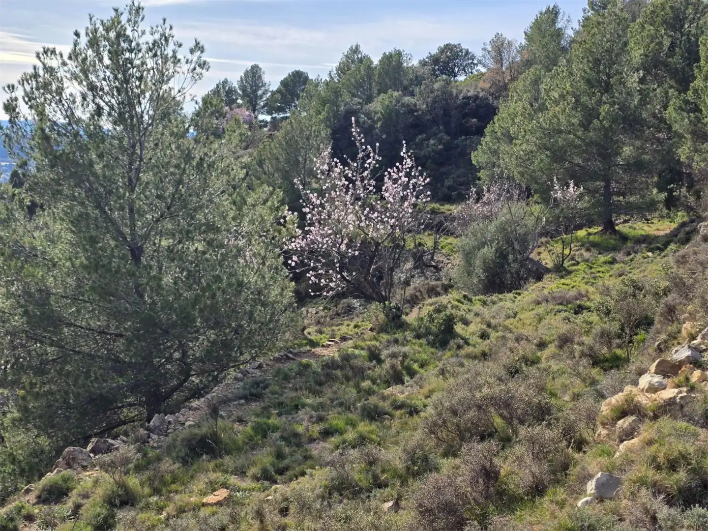 Non-constructible Land for sale in Masia Parra, 131, Lucena del Cid Non-constructible Land for sale in Lucena del Cid