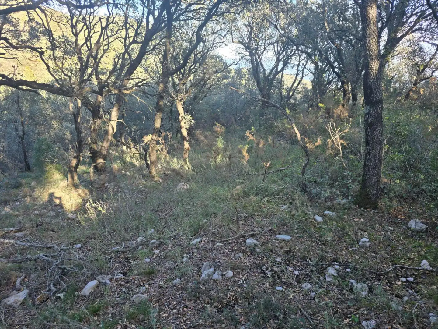 Non-constructible Land for sale in Masia Parra, 131, Lucena del Cid Non-constructible Land for sale in Lucena del Cid