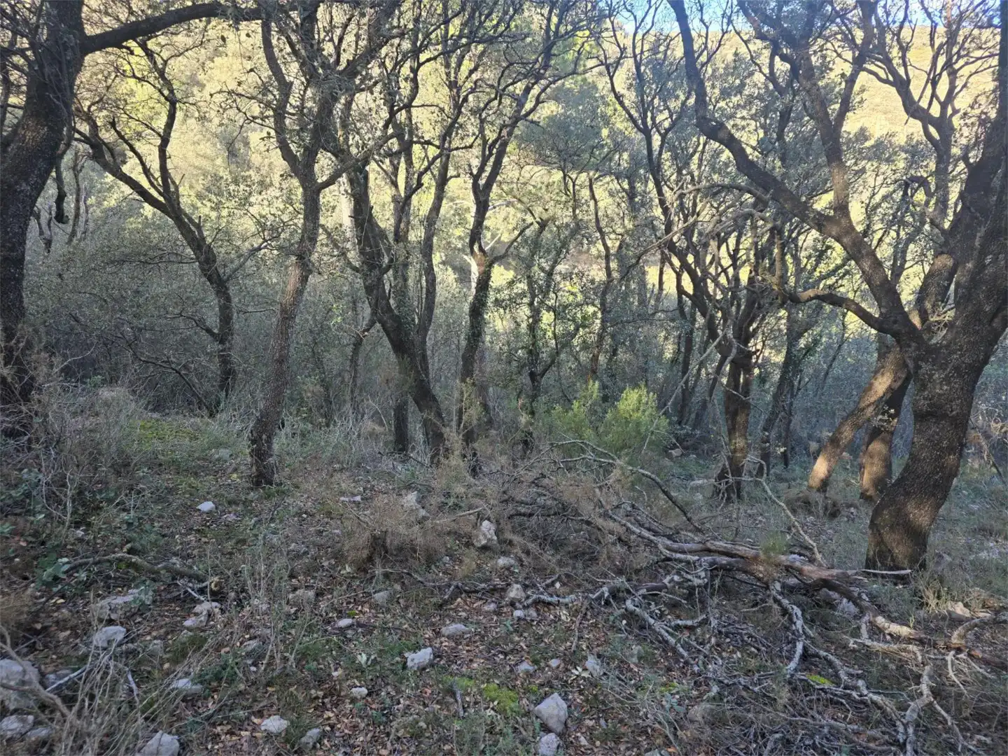 Non-constructible Land for sale in Masia Parra, 131, Lucena del Cid Non-constructible Land for sale in Lucena del Cid
