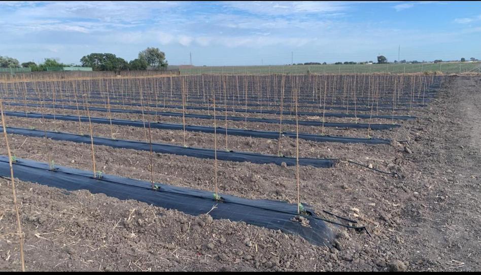 Finca rústica en venda a Calle la Constitución, 9, Centro - La Costilla, Cádiz - imatge 1 Foto 1 de Finca rústica en venda a Calle la Constitución, 9, Centro - La Costilla, Cádiz